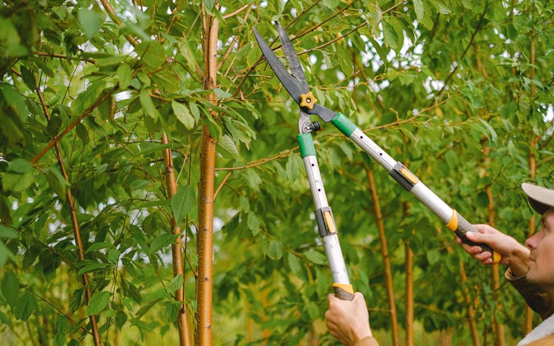 Tree trimming in Jonesboro, IN